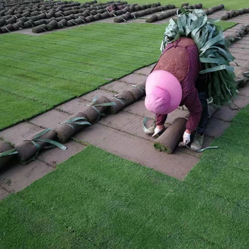 徐州草坪,大香蕉啪啪网草坪